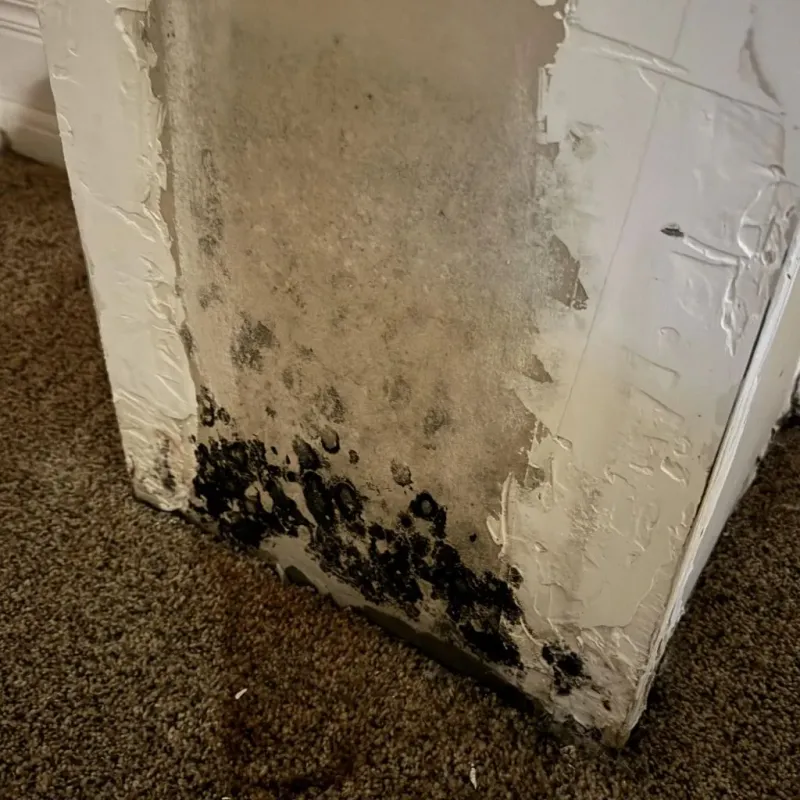 Professional Mold Removal in Cleburne County, AR